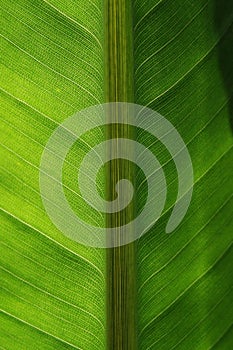 Tropical leaf close up