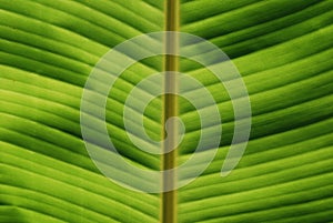 Tropical Leaf Close-up