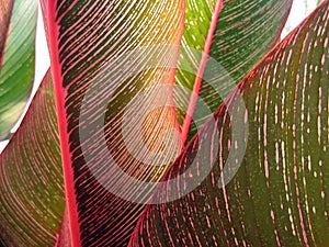 Tropical leaf close-up #3