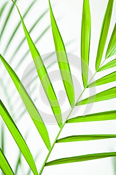 Tropical Leaf Closeup