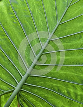 Tropical leaf detail green texture background