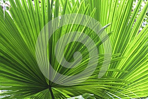 Tropical leaf detail green texture background