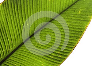Tropical leaf detail green texture background