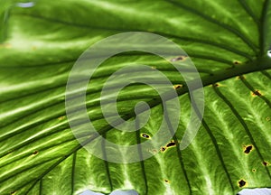 Tropical leaf detail green texture background