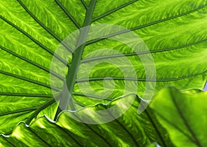 Tropical leaf detail green texture background