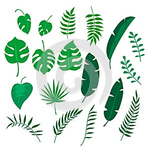 Tropical leaf. Exotic tropical leaves. Monstera plant leaf, banana plants, green tropics palm leaves isolated vector
