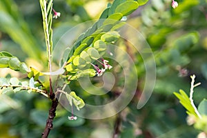 Tropical leaf-flower, Phyllanthus pulcher