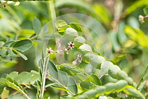 Tropical leaf-flower, Phyllanthus pulcher