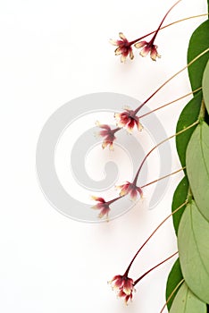 Tropical leaf-flower (Phyllanthus pulcher Wallich ex Muell. Arg.).