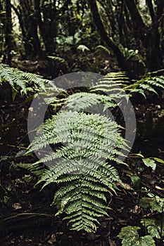 Tropical leaf in the forest. Close up of big leaves in the deep and dark woods. Concept of wild nature outdoors. Natural scenic