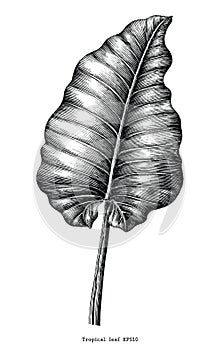 Tropical leaf hand draw vintage engraving clip art isolated on w