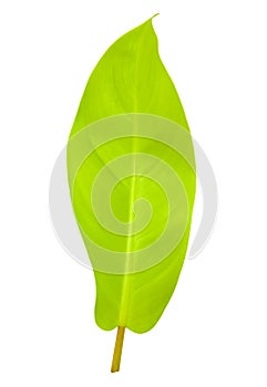 Tropical leaf isolated with clipping path