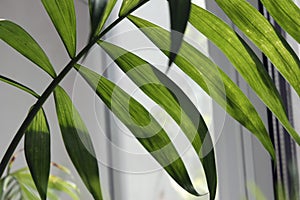 tropical leaf, large foliage, abstract green texture, closeup against the window