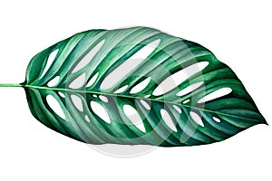 Tropical leaf of monstera adansonii plant isolated on white background. Watercolor illustration.