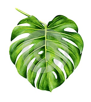 Tropical leaf of monstera.