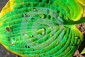 Tropical leaf nature background of large bright green palm leaf with water droplets