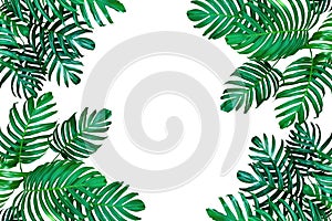 Tropical leaf nature frame layout, Monstera philodendron the eve