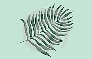 Tropical leaf palm tree leaf vector illustration.