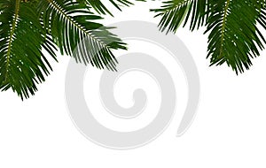 Tropical leaf palm tree  sago palm  on a white background with space for text. Top view, flat lay