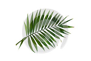 Tropical leaf palm tree on a white background with space for text. Top view, flat lay