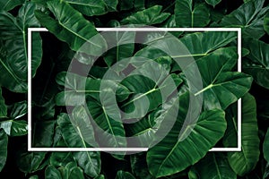 Tropical leaf pattern nature frame layout of heart shaped dark green leaves philodendron Burle Marx Philodendron imbe, lush