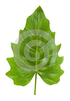 Tropical Leaf of the Philodendron isolated