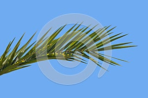 tropical leaf Phoenix dactylifera date palm gracefully sways in wind close-up, natural beauty tropics, tropical atmosphere in