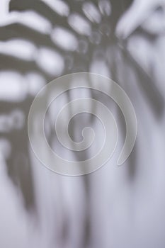 Tropical leaf shadow on white background