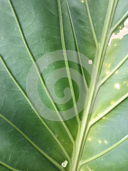 Tropical leaf texsture