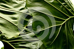 Tropical leaf texture background, stripes of dark green foliage