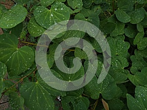 Tropical leaf texture,Drop of dew on leaf.