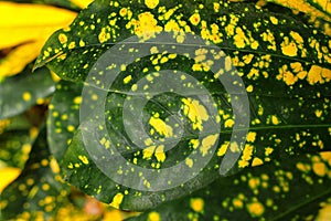 Tropical leaf texture, foliage nature green background