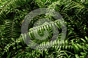 Tropical leaf texture, foliage nature green background