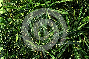 Tropical leaf texture, foliage nature green background