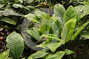 Tropical leaf texture, foliage nature green background