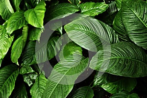Tropical leaf texture, foliage nature green background