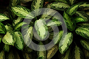 Tropical leaf texture, foliage nature green background