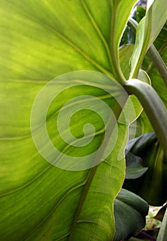 Tropical leaf underside