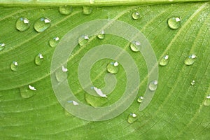 Tropical Leaf & water drops