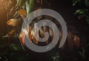 Tropical leafs in low and dark shadow