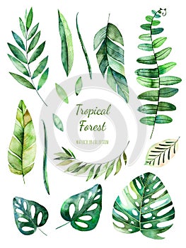 Tropical Leafy collection. Handpainted watercolor floral elements.