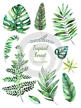 Tropical Leafy collection. Handpainted watercolor floral elements.Watercolor leaves, branches. photo