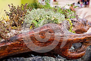 Tropical leafy flowers beechwood log cactus arrangement on beach Tobago