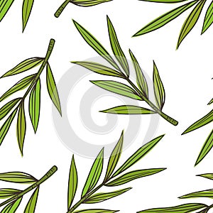 Tropical leave palm tree image