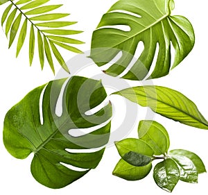 Tropical Leaves