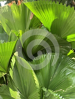 Tropical Leaves