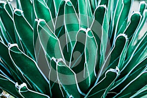 Tropical leaves, abstract green leaves texture, nature backgroundCloseup nature view of agave cactus leaf in garden,