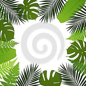 Tropical leaves background. Frame with palm,fern,monstera and banana leaves.