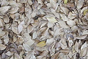 Tropical leaves backgrounds textures