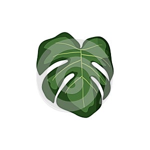 Tropical leaves. Botanical palm tropic leaf set. Vector foliage summer plant. Exotic jungle green design elements.